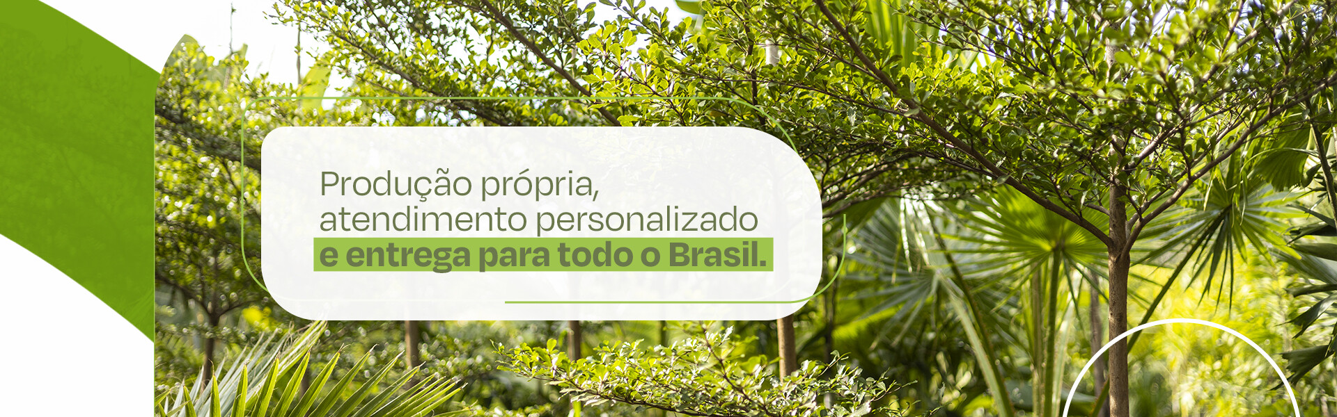 Produtora de Árvores e Plantas com entrega em todo o Brasil