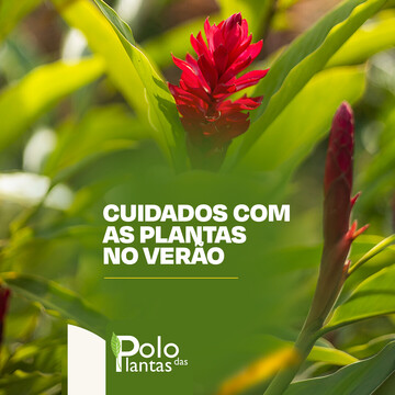 Cuidados com as plantas no verão